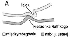 okienkowej brak podziału na jednostki