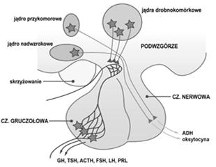 Dwa szlaki podwzgórze-przysadka: małe komórki neurosekretoryczne (jąder drobnokomórkowych) produkują czynniki (hormony) regulujące aktywność