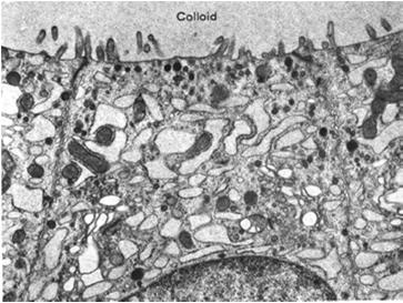 cytoplazmy i dalej, przez błonę komórkową do otaczających