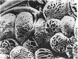 dokrewnych (komórek pęcherzykowych = tyreocytów) komórki C