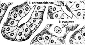 komórki z ziarnami lipofuscyny androgeny