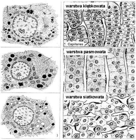 kroplami lipidowymi Rdzeń nadnerczy komórki