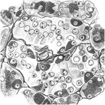 składowe wysepki: komórki dokrewne kapilary