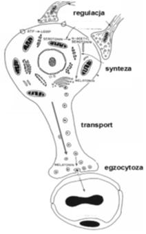 System rozproszonych komórek dokrewnych (DNES) System DNES (diffuse neuroendocrine system) - komórki dokrewne