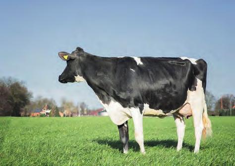 DAWCZYNIE ZARODKÓW Wilder Hira VG-85 CCC Goldwyn Konny VG-87 Wilder Hindu DE0539619312 ur. 16-08-2016 Jedi x Saloon x Snowman 136 gpf!