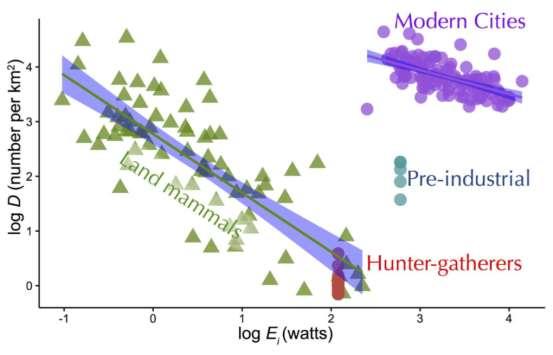 We show that hunter-gatherers occurred at densities lower than the average for a mammal of our size.