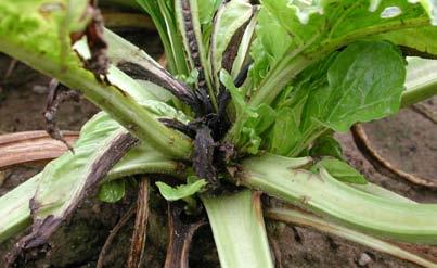 PO STRONIE PLANTATORA Dokarmianie buraka cukrowego mikroelementami J dr inż.