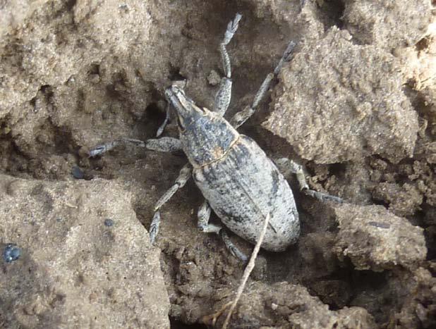 PO STRONIE PLANTATORA Szarek komośnik szkodnik zagrażający uprawom buraka cukrowego J dr inż.