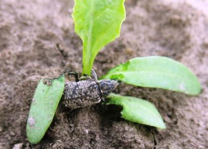 Jajo białawe, owalne, długości 1-1,4 mm i szerokości 1,1 mm. Larwa jest biaława, beznoga, pałąkowato wygięta z wyraźnie zaznaczoną brunatną głową i mocnym narządem gębowy gryzącym.