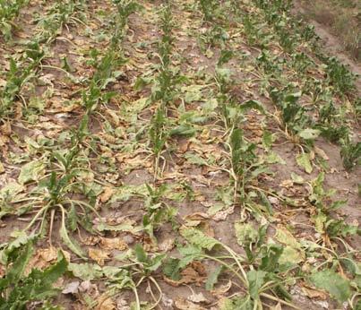 Niektóre z nich zaledwie nieznacznie uszkadzają rośliny nie czyniąc strat gospodarczy lecz wiele z nich powodują znaczące szkody a niekiedy niszczą całe plantacje.