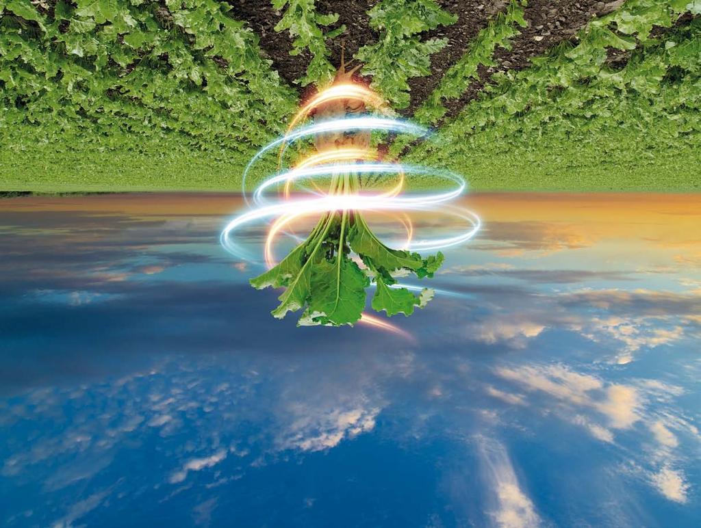 PO STRONIE PLANTATORA