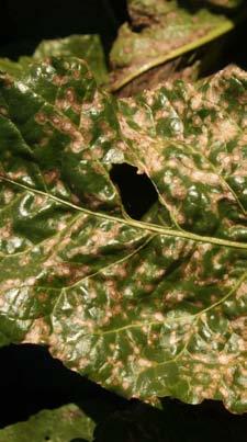 PO STRONIE PLANTATORA 4 5 6 Fot. 4. Brunatna plamistość liści Fot. 5. Mączniak prawdziwy Fot. 6. Stemphylium beticola początki infekcji obserwuje się tam pomiędzy drugą połową czerwca a pierwszą połową lipca.