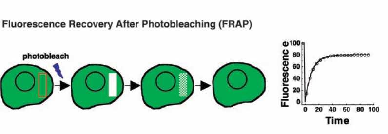 Technika FRAP W doświadczeniach tych w żywych komórkach umieszczonych na stoliku mikroskopu część jądra zostanie naświetlona dużą dawką światła tak, aby doprowadzić do wyblaknięcia GFP związanego z