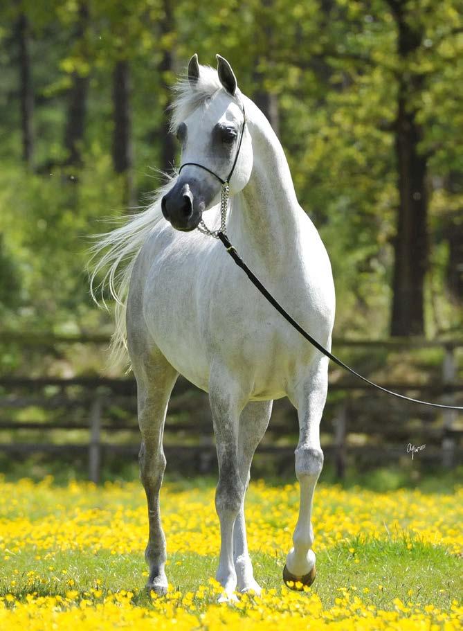 GALERIDA SHANGHAI E.A. grey, 2008 Equus Arabians Spain WH JUSTICE grey, 1999 Wendell Hansen SALYMAH grey, 2005 R.