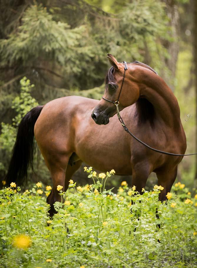 PRIMERA EDEN C chestnut, 1995 Coleal Horse Farm ENZO chestnut, 1999 Philip Del Pozzo & Brent Stone SILKEN SABLE grey, 1997 Richard & Virginia Howard Padrons Psyche RD Bey Shahmpane Genesis C Touch O