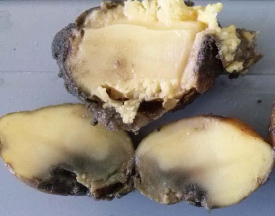 19 Abstract Testing of the resistance of eleven potato cultivars allowed to distinguish cultivars with higher resistance (Mieszko, Tajfun, and Sonda), medium resistant (Glada, Denar, Jelly, Vineta,