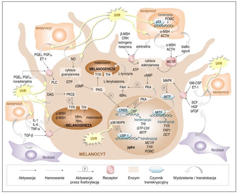 L-DOPA 3,4-dihydroksy-Lfenyloalanina MITF czynnik transkrypcyjny związany z mikroftalmią DCT tautomeraza DOPAchromu MC1R receptor melanokortynowy typu 1 PAH hydroksylaza