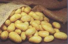 Wymagania w zakresie jakości handlowej ziemniaków wczesnych i ziemniaków jadalnych Lp. Wymagania jakościowe 1. Wielkość bulw 1. mini bulw okrągłych i o.ow 2.