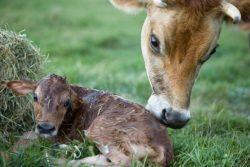 https://www. krowy zdolnej do rozrodu. Jednakże, problemy w rozrodzie są, obok zapalenia gruczołu mlekowego, bolączką stad krów mlecznych.
