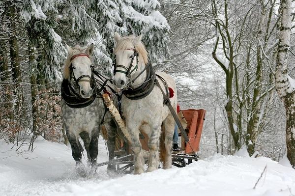 Dzień kolejny- czwartek, śniadanie, a po nim zapraszamy na szkolenie, w przerwie kawa oraz dobry obiad, popołudnie oddajemy do Państwa dyspozycji, czas wolny, odpoczynek, spacery, strefa wellness -