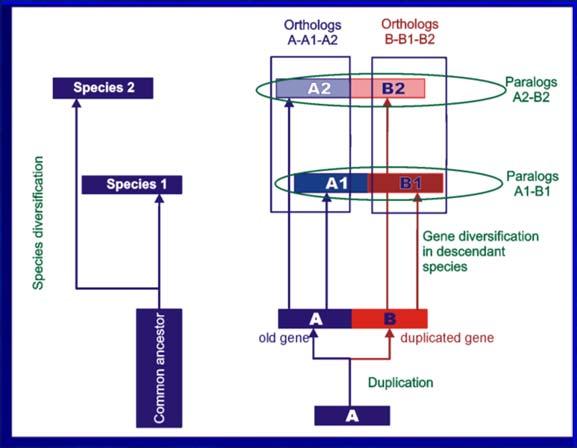 4. Geny Eukariota: introny i egzony Introny są często dłuższe od egzonów. Mogą stanowić nawet 80-90% długości genu.