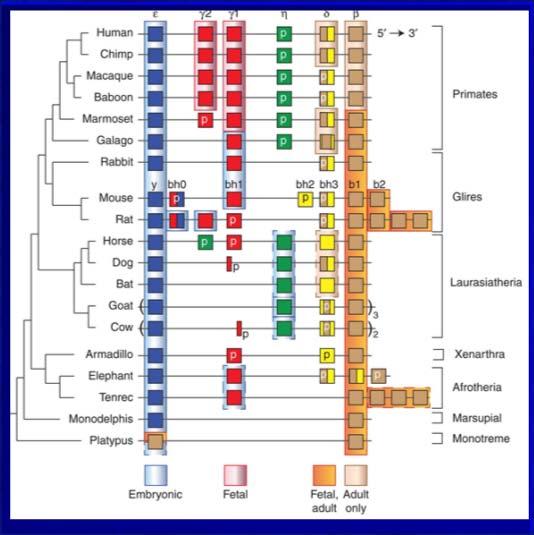 Globiny Embrion Płód α- podobne β- podobne 2 G A 1 3 Osobnik dorosły ζ α α ε Gγ, Aγ δ, β Gen z intronami Pseudogen 65 kb ang. Spacer U człowieka geny hemoglobin tworzą klastery na chromosomie 16 i 11.