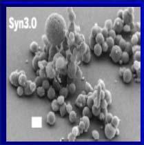 0% Saccharomyces cerevisiae 6 000 1 124 19.0% Caenorhabditis elegans 16 757 1 080 5.