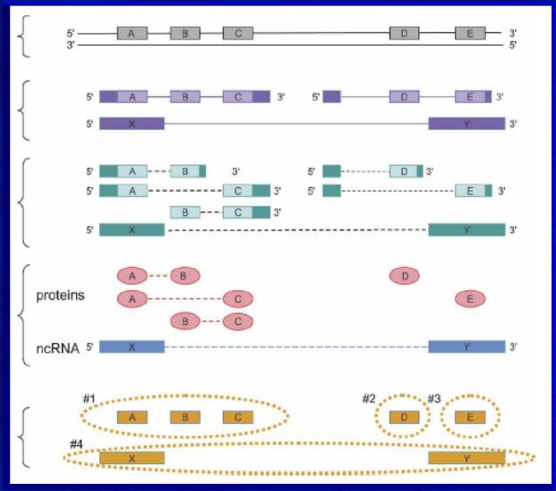 1. Ewolucja definicji genu: zmienność Wielogenowy odcinek DNA może być matrycą dla różnorodnych transkryptów: cząsteczek mrna. DNA Egzony Gen 1 Gen 2 Gen 4 5 3 Gen 3 3 5 Introny S.