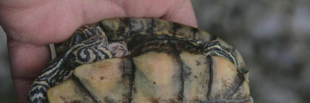 Fot. 10. Plastron żółwia ostrogrzbietego Graptemys pseudogeographica kohnii 2. Biologia i ekologia gatunku Gatunek preferuje środowisko silnie porośnięte roślinnością wodną z wieloma plażowiskami.