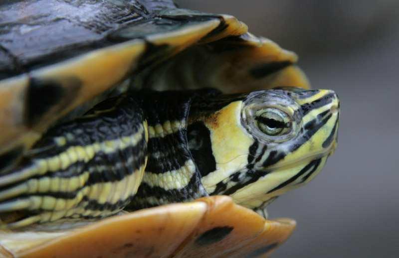 T. s. scripta żółw żółtobrzuchy posiada dużą żółtą plamę za okiem, która może przechodzić w pas na szyi, żółty pasek na każdej tarczce żebrowej oraz żółty plastron, przy czym na przednich