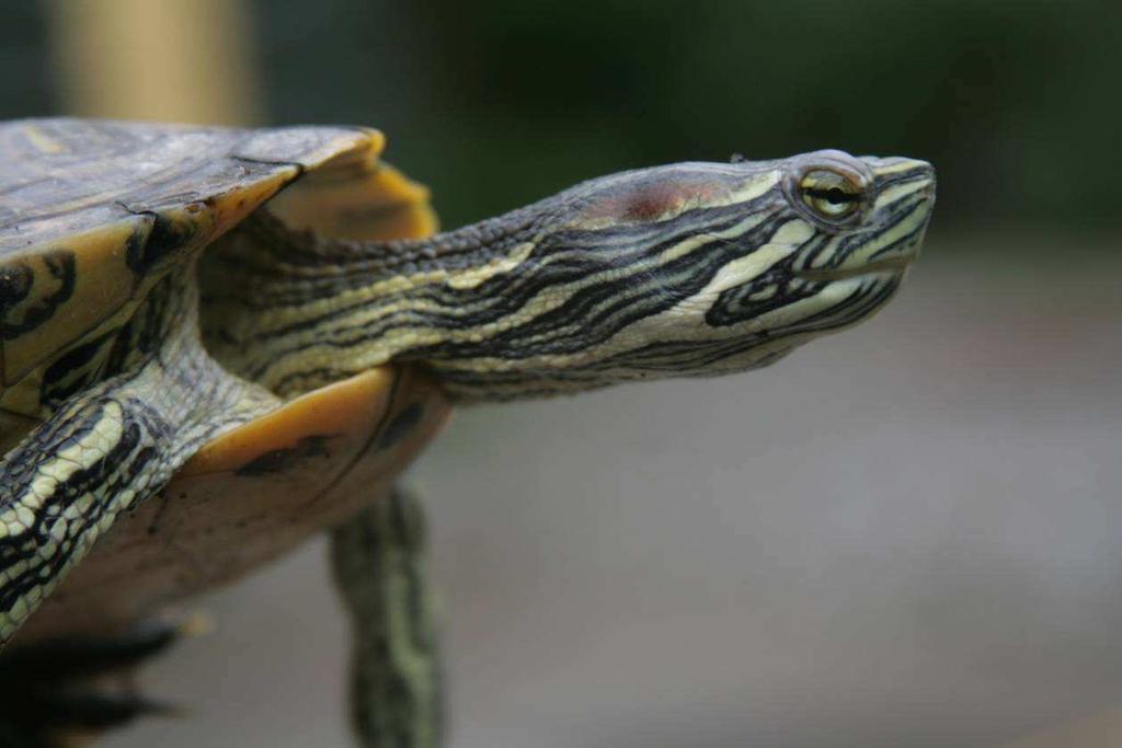 T. s. troosti żółw żółtolicy posiada wąski pomarańczowy lub żółty pas za okiem oraz szeroki