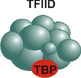 TFIID łączy się z DA. TFIID składa się z kilkunastu podjednostek białkowych TBP rozpoznaje kasetę TATA i wiąże się z nią z wysokim powinowactwem.
