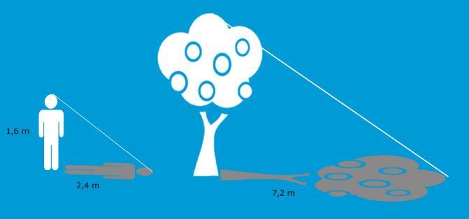 Zadanie 3 Drzew które ma rzuca cień o długości 6 m.