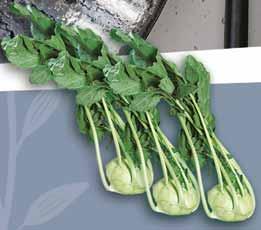 wodorostami wakame. 4.