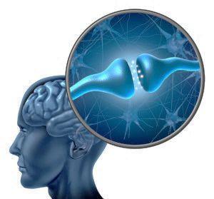 PLAN PREZENTACJI 1. Budowa neuronu 2. Sieć neuronowa 3. Synapsa 4.