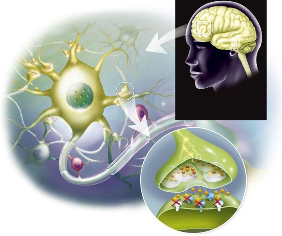 METODY NEUROREGULACJI SYNTEZA dostarczanie prekursorów dostarczanie kofaktorów UWALNIANIE otwieranie kanałów jonowych uwalnianie z pęcherzyków TRANSPORT uwrażliwianie białek