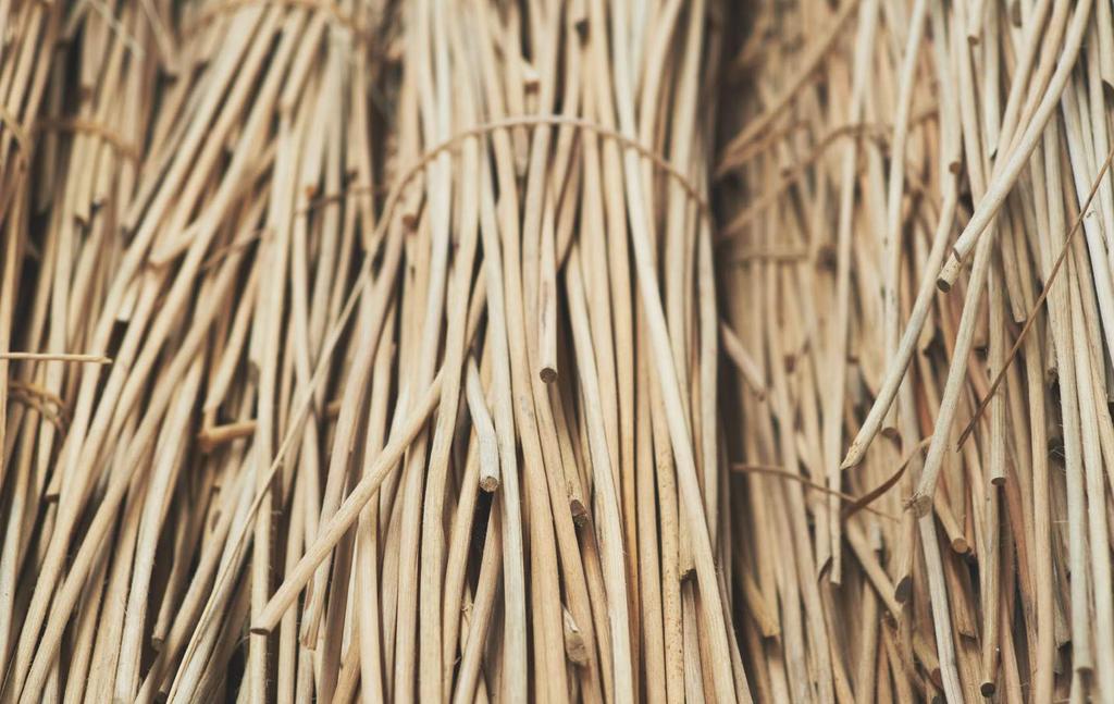 Materiały prasowe IKEA / KWIECIEŃ 2019 / 10 Rattan to występujące naturalnie i szybko rosnące pnącze z rodziny drzew palmowych.