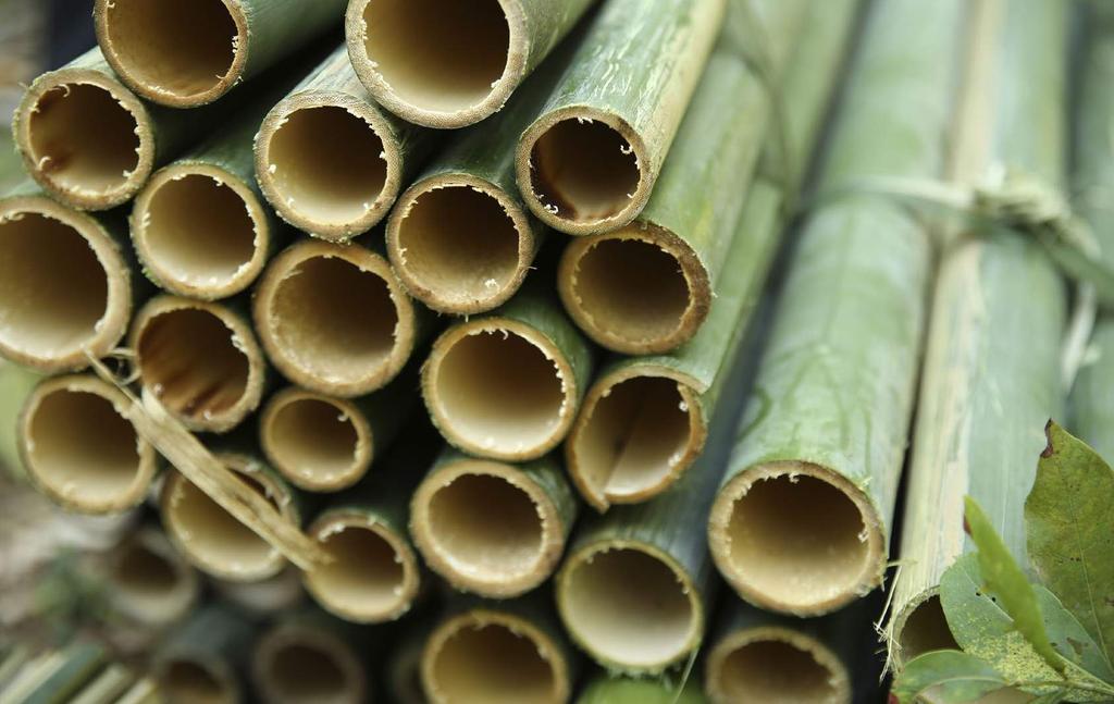 Materiały prasowe IKEA / KWIECIEŃ 2019 / 23 Bamboo is a perennial plant belonging to the grass family.