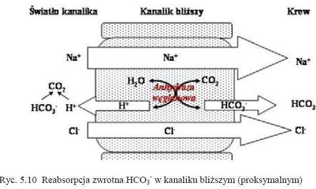 Rola nerek w regulacji gospodarki KZ Reabsorpcja zwrotna