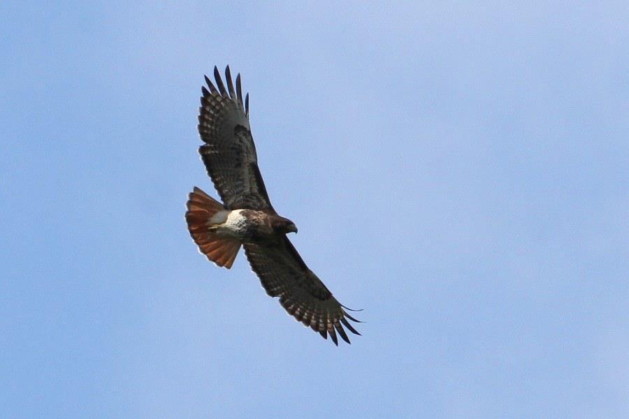 Ryc. 13 Myszołów rdzawosterny Buteo jamaicensis. Na zdjęciu endemiczny dla Kuby, wyspy Pinos oraz Bahamów podgatunek solitudinis. Fot. P. Gryz.