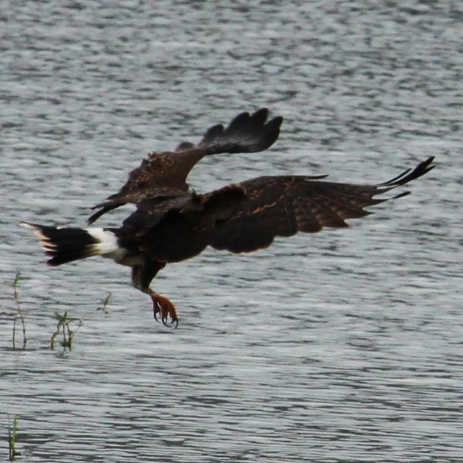 Ryc.15 Charakterystyczny sposób łowów ślimakojada czerwonookiego Rostrhamus sociabilis. Fot. P. Gryz.