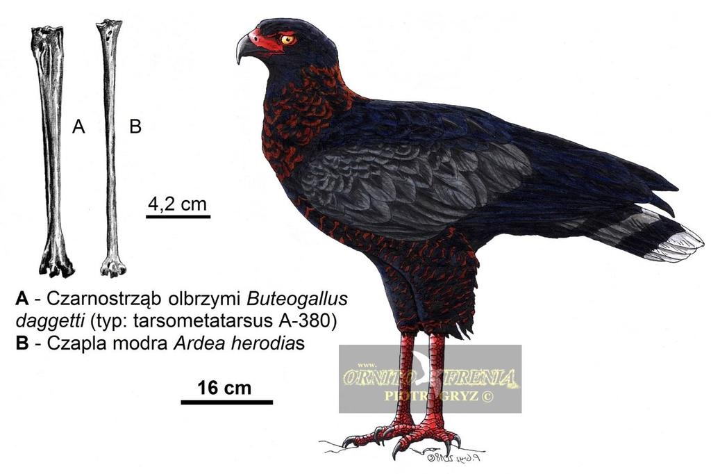 W Rancho La Brea myszołów olbrzymi był największym z ptaków szponiastych (nie wliczając kondorów i spokrewnionych z nimi teratornów Teratornithidae).
