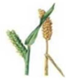 24 Trawa Pszenica Jęczmień Rzodkiew Grass Blé Wheat Barley Radish Herbe Blé Orge Radis Lolium perenne Triticum Hordeum