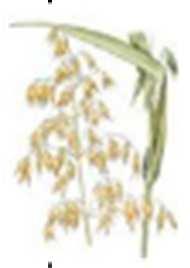 26 Owies Gorczyca Lucerna Koniczyna czerwona Oat Mustard Alfalfa Red Clover Avoine Moutarde Lucerna Trèfle Rouge Avena Sinapis Alba Medicago Sativa Trifolium Dawka