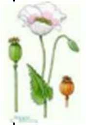 27 Facelia Rzepak Mak Groch Facelia Rape Poppy Pea Phacélie Colza Pavot Pois Phacelia tanacetifolia Brassica Napus Papaver Pisum sativum Dawka kg/min