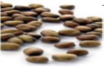28 Bobik Fieldbean Féveroles Macrotyloma uniflorum Chia WHITE Dawka kg/min Dawka kg/min kg/min Wałek wysiewający Flex20 Wałek wysiewający f-fb ef-eb-fb 2 0,35 2 0,04 0,02 5 0,50 5 0,09 0,04 10 0,75