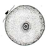 TYPY SYNGAMII i GAMET 1. izogamia (izogamety + oraz - ) 2. heterogamia = anizogamia (mikrogamety i makrogamety) 3.