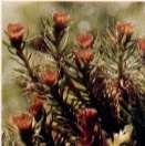 (rodnia)