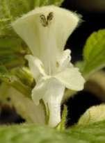 Jasnota purpurowa Lamium purpureum