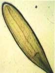 nasienia lnu